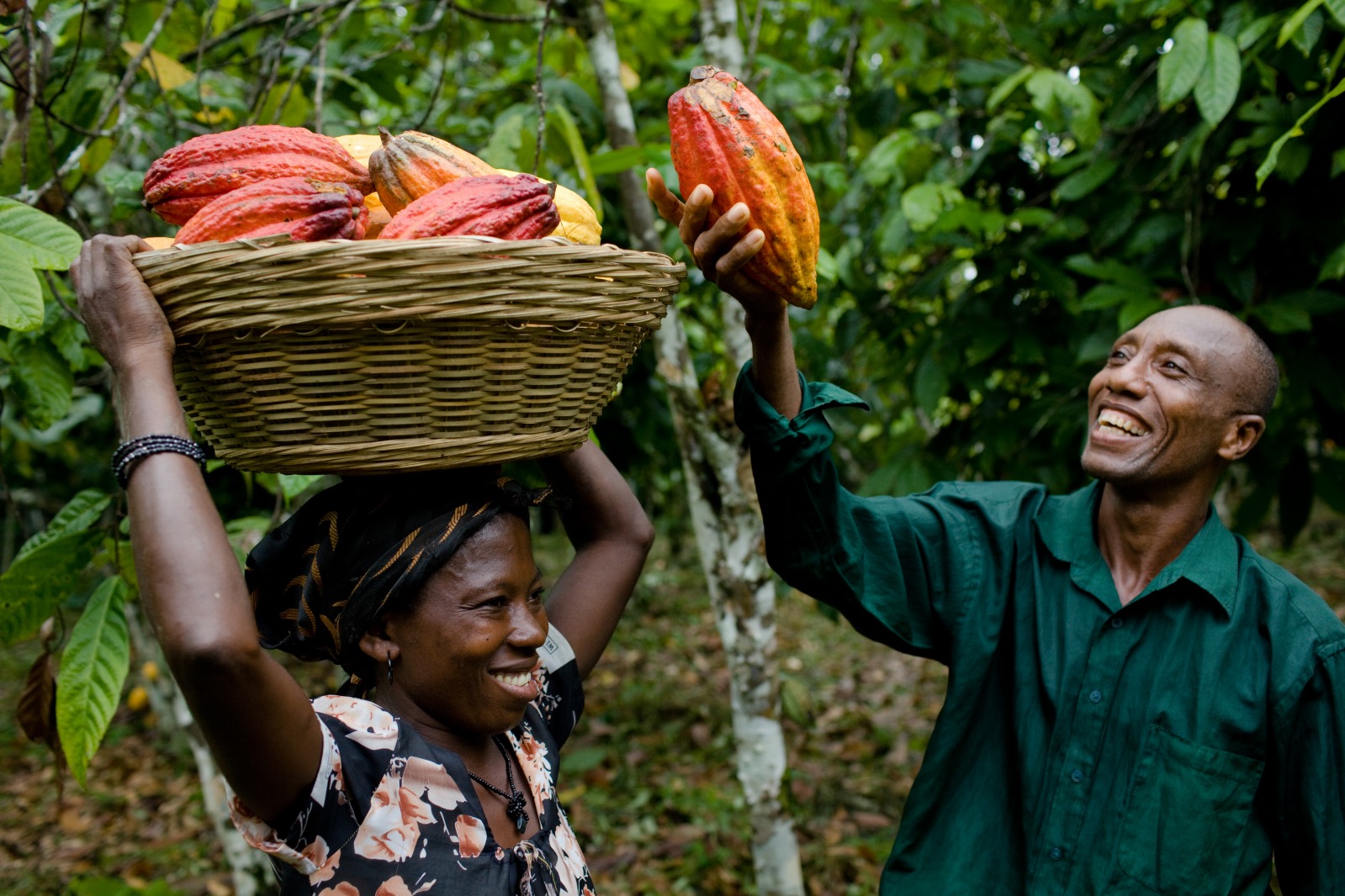 Ghana Cocoa Farmers Harness The Law To Save Forests Boost Yields Del 